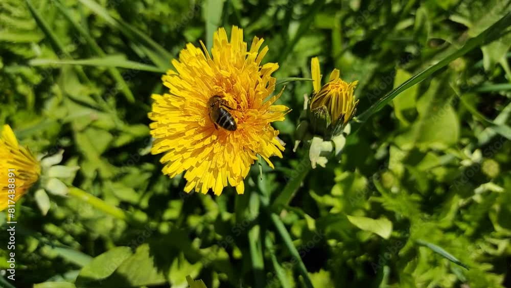Bee and dandelions (3) ( slow motion ) Bee and dandelions (3) ( slow motion )