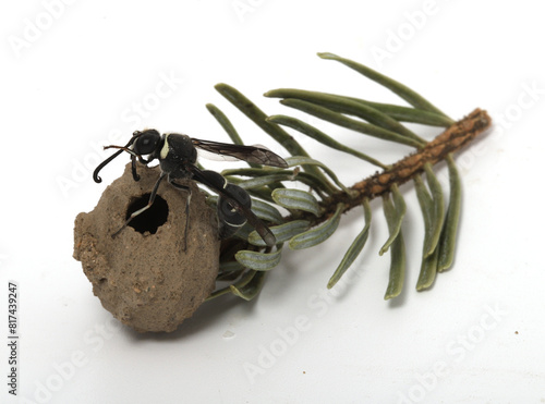 Adult fraternal potter wasp (Eumenes fraternus) sitting on the nest that it just emerged from.  It developed in this nest as a larva, eating paralyzed caterpillars left by its mother. photo