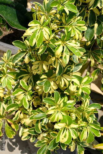 Selective focus of Walisongo variegata or Schefflera Arboricola Variegata or dwarf umbrella houseplant.