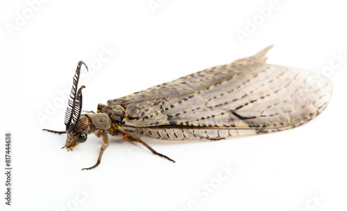 Spring Fishfly (Chauliodes rastricornis). Adults metamorphose from an aquatic larval stage in spring to summer, and only live for a short time to mate before they die. 