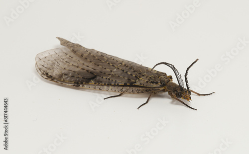 Adult Spring Fishfly (Chauliodes rastricornis) on a white background.  Adults metamorphose from an aquatic larval stage in spring to summer, and only live for a short time to mate before they die. 