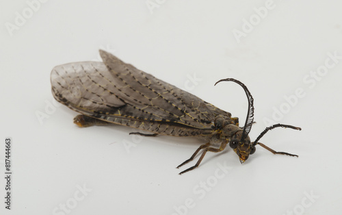 Spring Fishfly (Chauliodes rastricornis). These winged insects have an aquatic larval stage that inhabits a variety of wetlands including swamps and ponds.  Adults emerge in the spring.