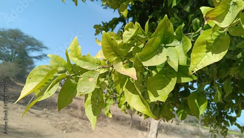A branch of a tree green leafs 