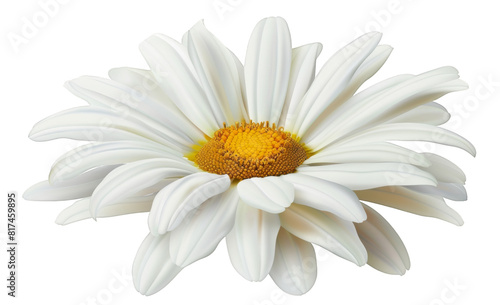 One white daisy flower isolated on a transparent background cutout.