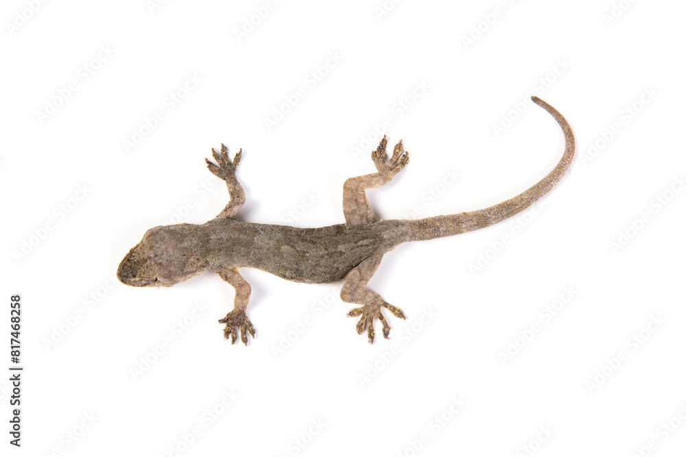 Naklejka premium Gray Gecko Lizard isolated on white background.