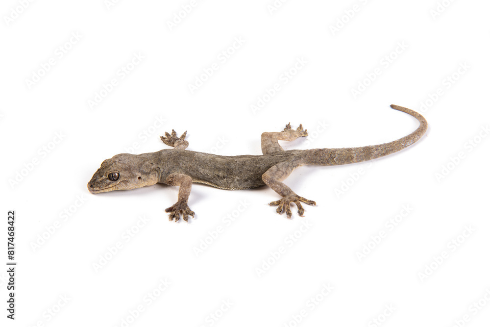 Fototapeta premium Gray Gecko Lizard isolated on white background.