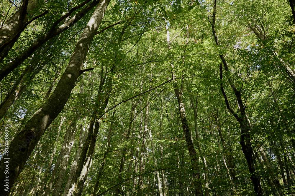Picturesque Forest Landscape with Tall Green Trees Under a Clear Blue Sky, Perfect for Nature and Travel Themes Picturesque Forest Landscape with Tall Green Trees Under a Clear Blue Sky, Perfect for Nature and Travel Themes