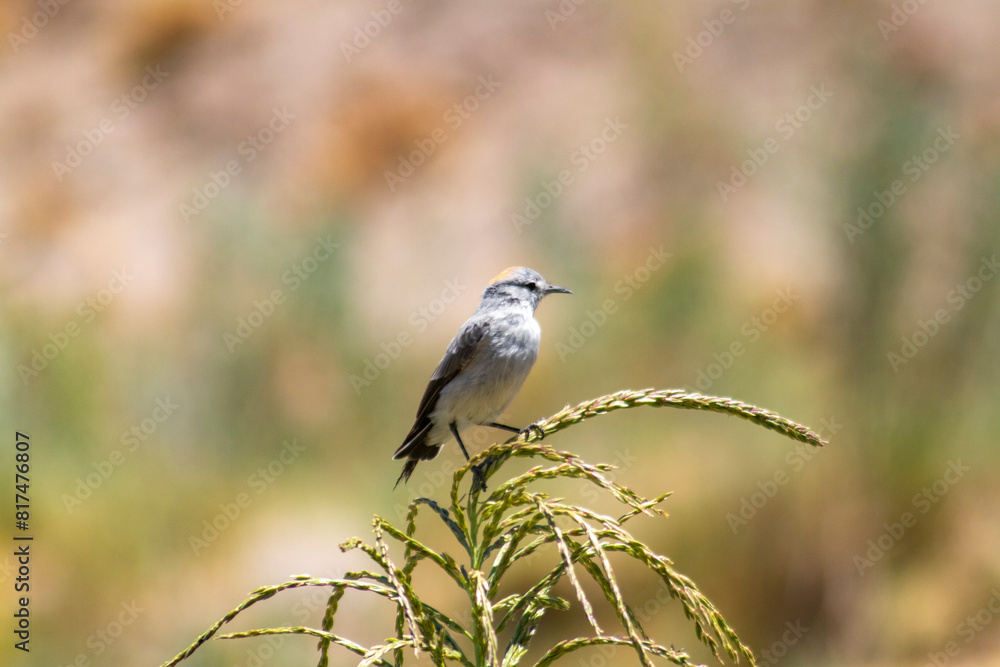 red-naped sleepy bird on a perch in close-up