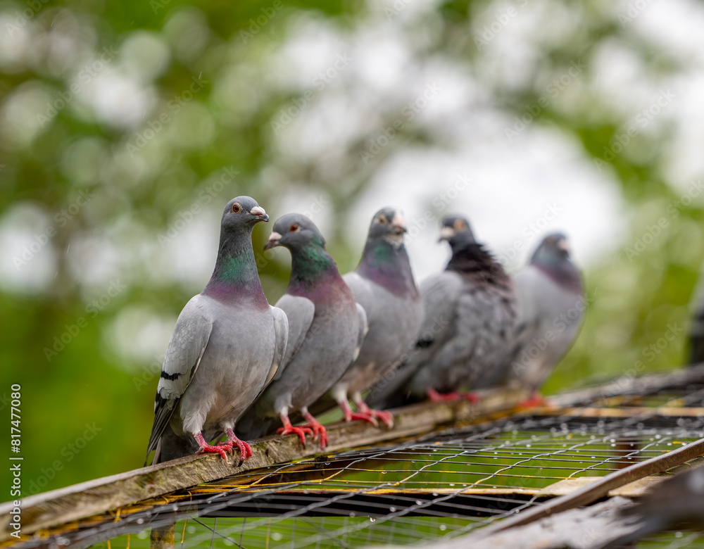 Fototapeta premium many birds sit together on a ledge in the rain near trees