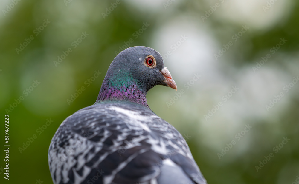 a pigeon is sitting near green foliage on the ground, a pigeon is sitting near green foliage on the ground,