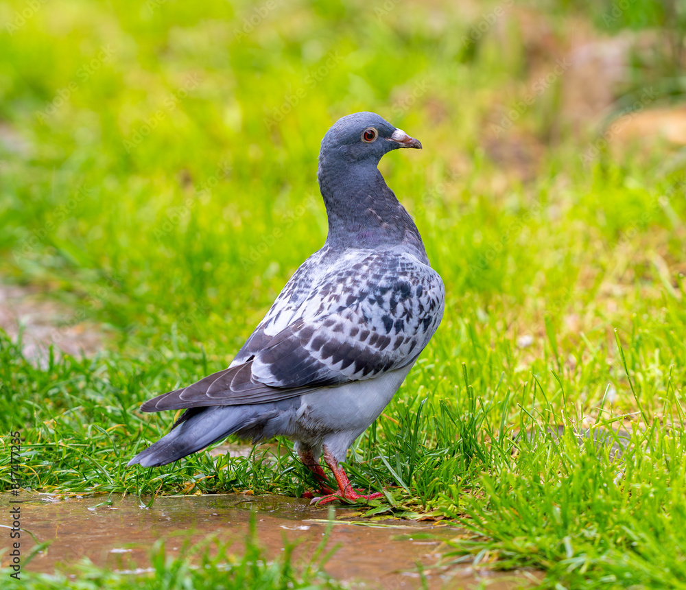 a pigeon walks along the grassy path in the park stock photo a pigeon walks along the grassy path in the park stock photo