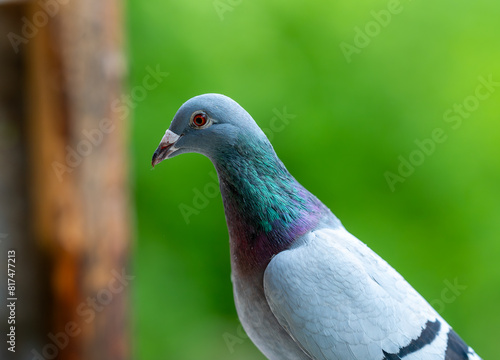 a pigeon with red eyes and a white body sits on a ledge © Wirestock