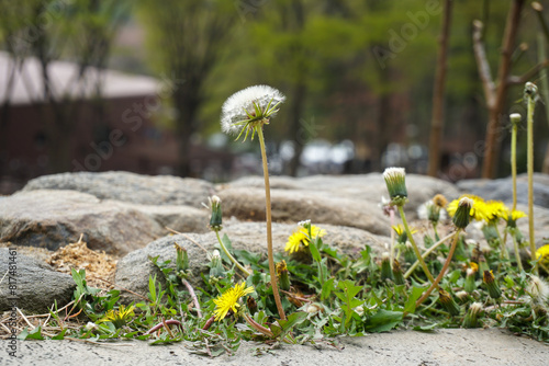 Korea nature 