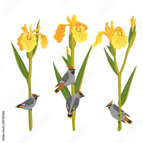 yellow irises and Bohemian waxwing, water flag, vector drawing flowers and birds at white background, hand drawn botanical illustration