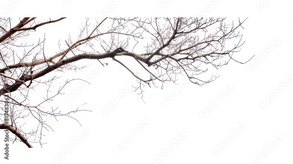 Tree branch dry abstract white sky background in winter change AI generated Tree branch dry abstract white sky background in winter change AI generated