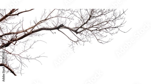 Wallpaper Mural Tree branch dry abstract white sky background in winter change AI generated Torontodigital.ca