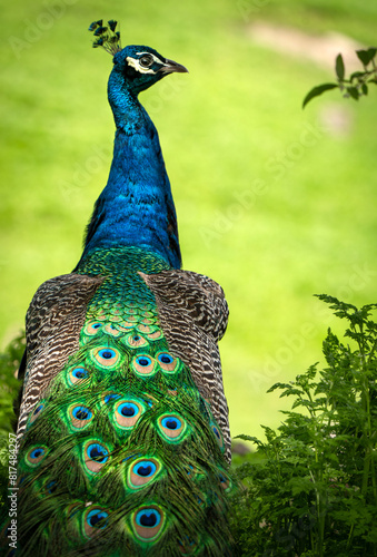 Wallpaper Mural Peacock bird looking sideways at the Bronx Zoo Torontodigital.ca