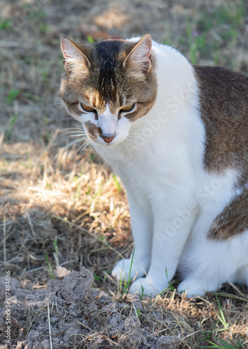 a bicolor tabby cat sitting outdoors, looking intently at the ground, hunting
