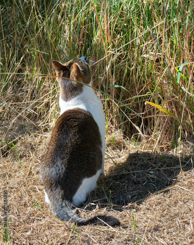 a bicolor tabby cat sitting outdoors in tall grass, looking up