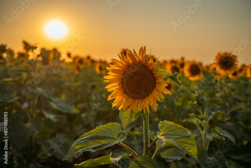 Fototapeta Naklejka Na Ścianę i Meble -  Field sunflowers in the warm light of the setting sun. Summer time. Concept agriculture oil production growing.
