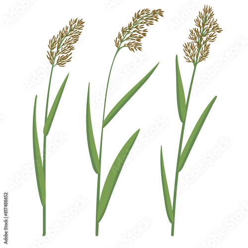 reed, vector drawing wild plants at white background, set of floral elements, hand drawn botanical illustration