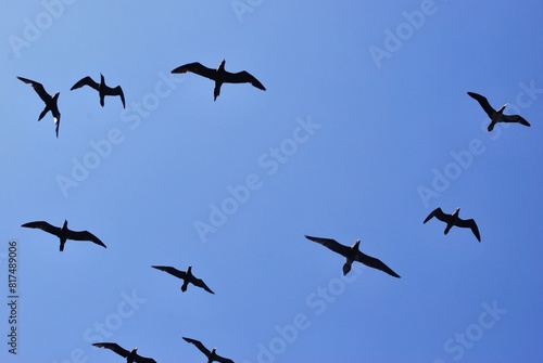 Aves en el Parque Nacional Mochima,Estado Sucre Venezuela.Gran cantidad de aves acuaticas.