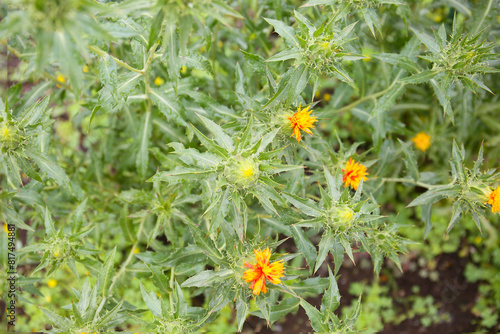 Canvas-taulu botanical background of safflower plant in bloom