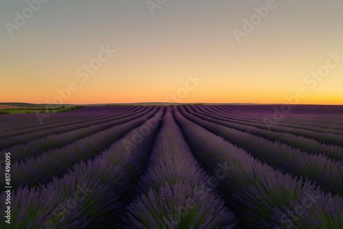 A field of lavender under a clear sunset sky, the rows creating a purple haze that fades into the horizon. 32k, full ultra HD, high resolution