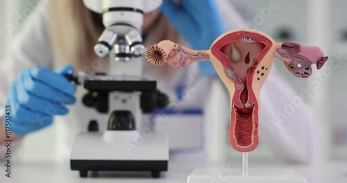 Microscopic analysis of female reproductive system photo