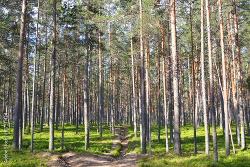 Pine forest on summer day.