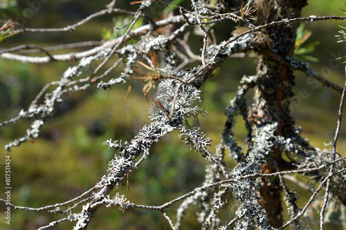 Pine branches overgrown with lichen.