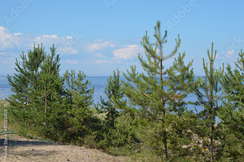 Young pine trees on shore of lake.