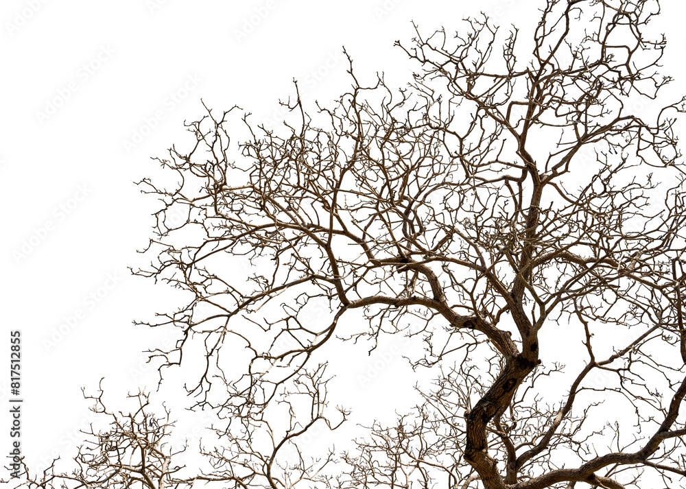 Tree dry branches Transparent PNG Tree dry branches Transparent PNG