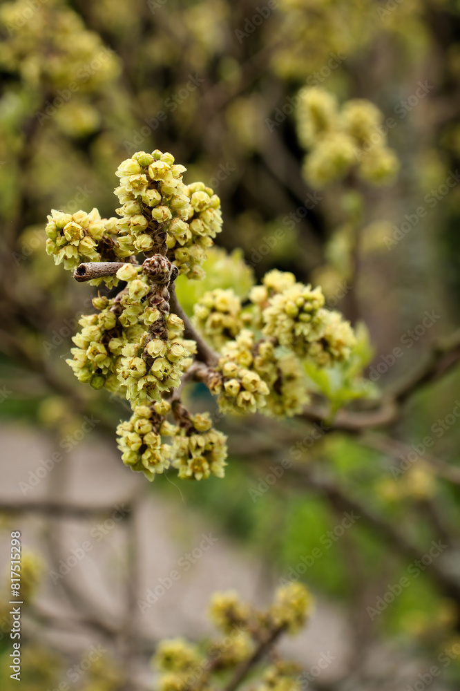 Yellow Sumac growing on a tree branch in the Hermannshof Gardens in Weinheim, Germany. Yellow Sumac growing on a tree branch in the Hermannshof Gardens in Weinheim, Germany.