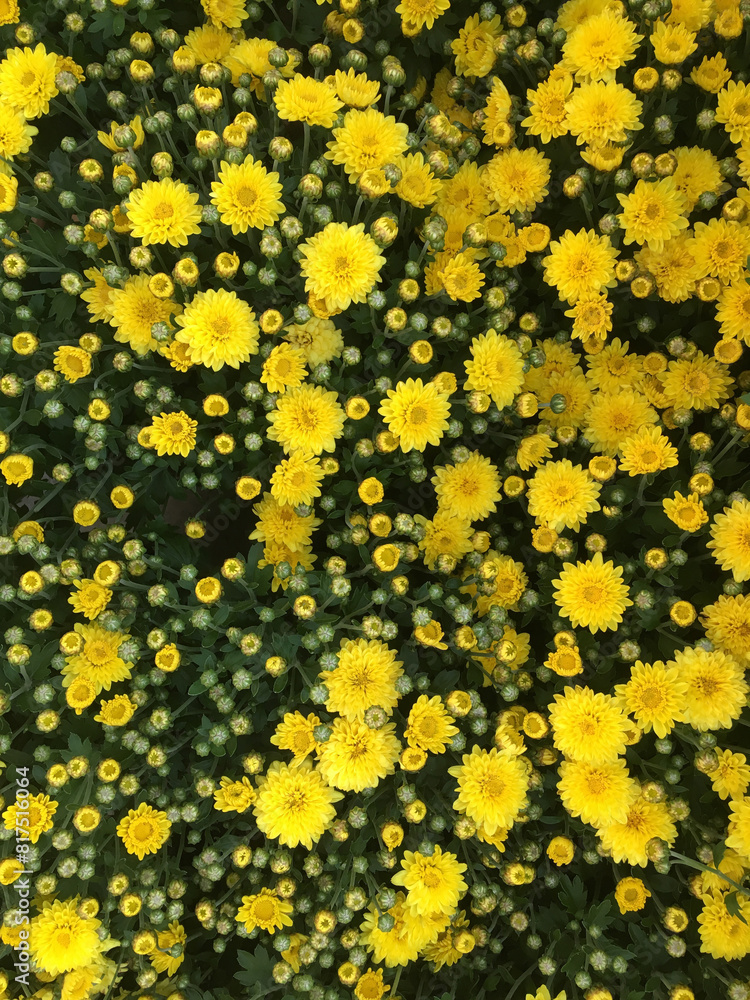 Yellow Chrysanthemums flowers with beautiful blossoms