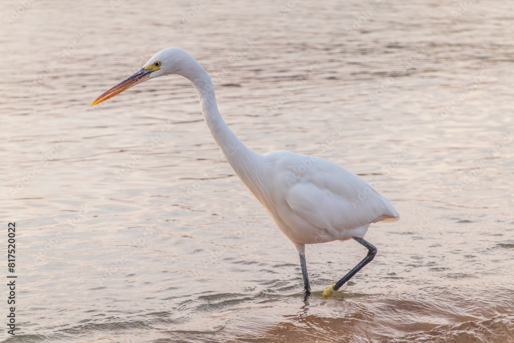 Great egret (Ardea alba), a medium-sized white heron fishing on the sea beach Great egret (Ardea alba), a medium-sized white heron fishing on the sea beach