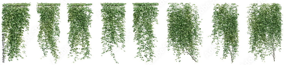 Set of Mucuna pruriens plant, Ivy and vine for decorate wall and fence with isolated on transparent background. png file, 3d rendering illustration, clip art and cut Set of Mucuna pruriens plant, Ivy and vine for decorate wall and fence with isolated on transparent background. png file, 3d rendering illustration, clip art and cut