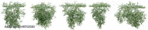 Set of Trachelospermum jasminoides plant, Ivy and vine for decorate wall and fence with isolated on transparent background. png file, 3d rendering illustration, clip art and cut
