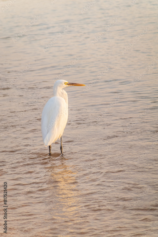 Obraz premium Great egret (Ardea alba), a medium-sized white heron fishing on the sea beach
