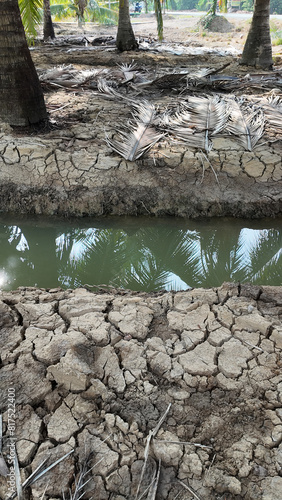 Coconut tree field at Ben Tre, Mekong Delta, Viet nam in hot season, drought,dried soil but ditch system as water source,irrigation water for plant palm trees