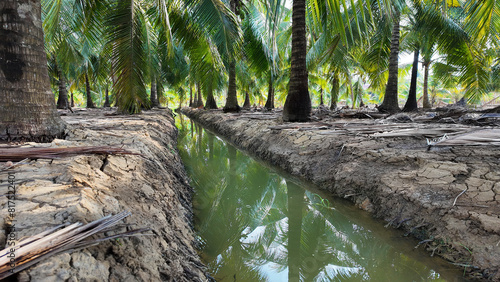 Coconut tree field at Ben Tre, Mekong Delta, Viet nam in hot season, drought,dried soil but ditch system as water source,irrigation water for plant palm trees