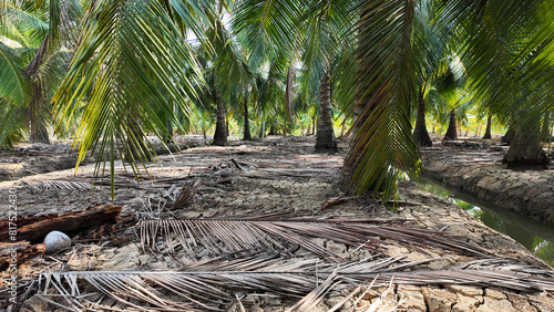 Coconut tree field at Ben Tre, Mekong Delta, Viet nam in hot season, drought,dried soil but ditch system as water source,irrigation water for plant palm trees