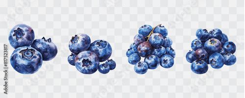 Blueberry fruit watercolor isolated graphic transparent