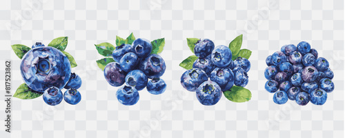 Blueberry fruit watercolor isolated graphic transparent