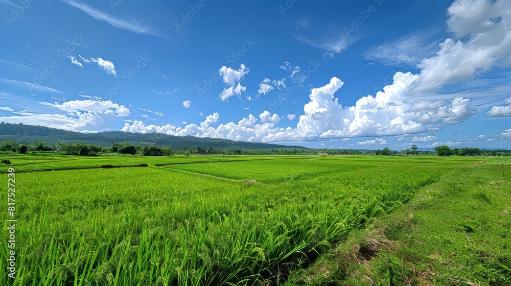 Lush green rice fields stretching into the horizon under a clear blue sky with scattered white clouds --ar 16:9 --stylize 250 Job ID: e2ba9c34-5e0d-4b79-809f-bdee1ce53be0 Lush green rice fields stretching into the horizon under a clear blue sky with scattered white clouds --ar 16:9 --stylize 250 Job ID: e2ba9c34-5e0d-4b79-809f-bdee1ce53be0