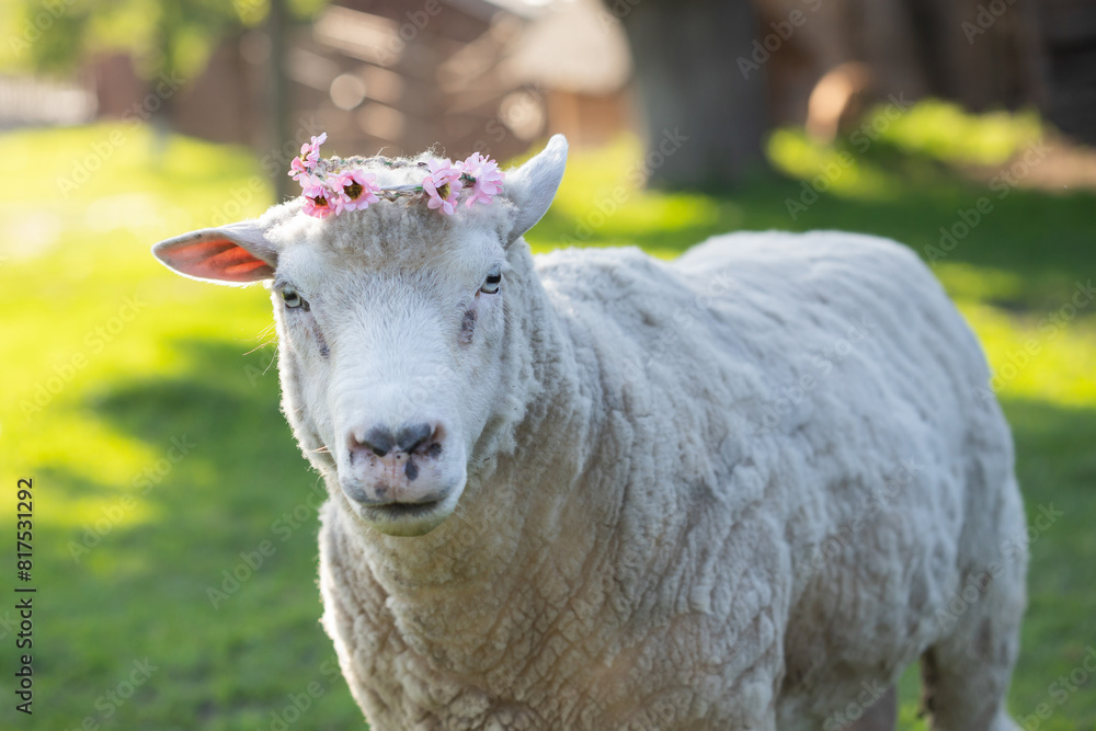 A cute sheep with flower wreath in green grass. Easter concept.