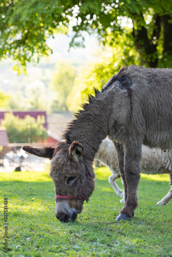 Cute donkey on the farm in spring light. Cute donkey on the farm in spring light.
