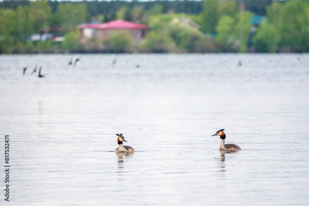 Two Great Crested Grebes swim in the lake Two Great Crested Grebes swim in the lake