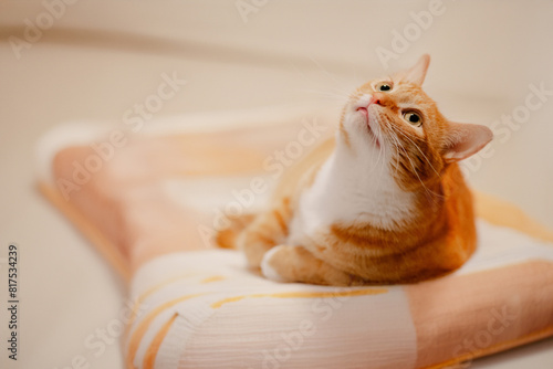 Orange cat resting at cozy home