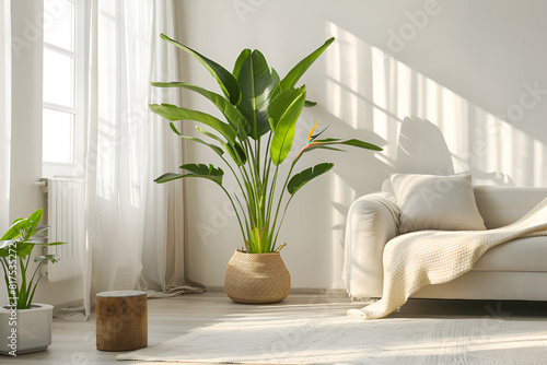 horizontal image of a bright living room with a large tropical houseplant, giant white bird of paradise, strelitzia nicolai, copy space
